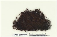 藏品(大扭口苔)的圖片